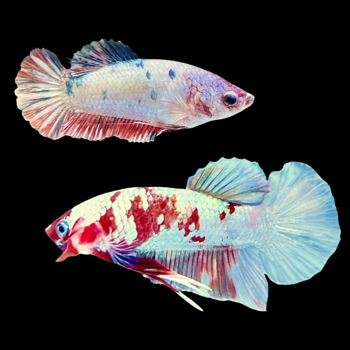 Rare Pair Copper Multicolors Betta Fish