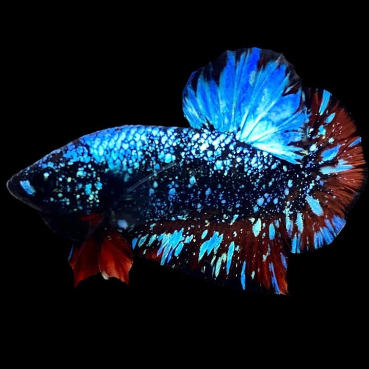 Rare Avatar Betta Fish