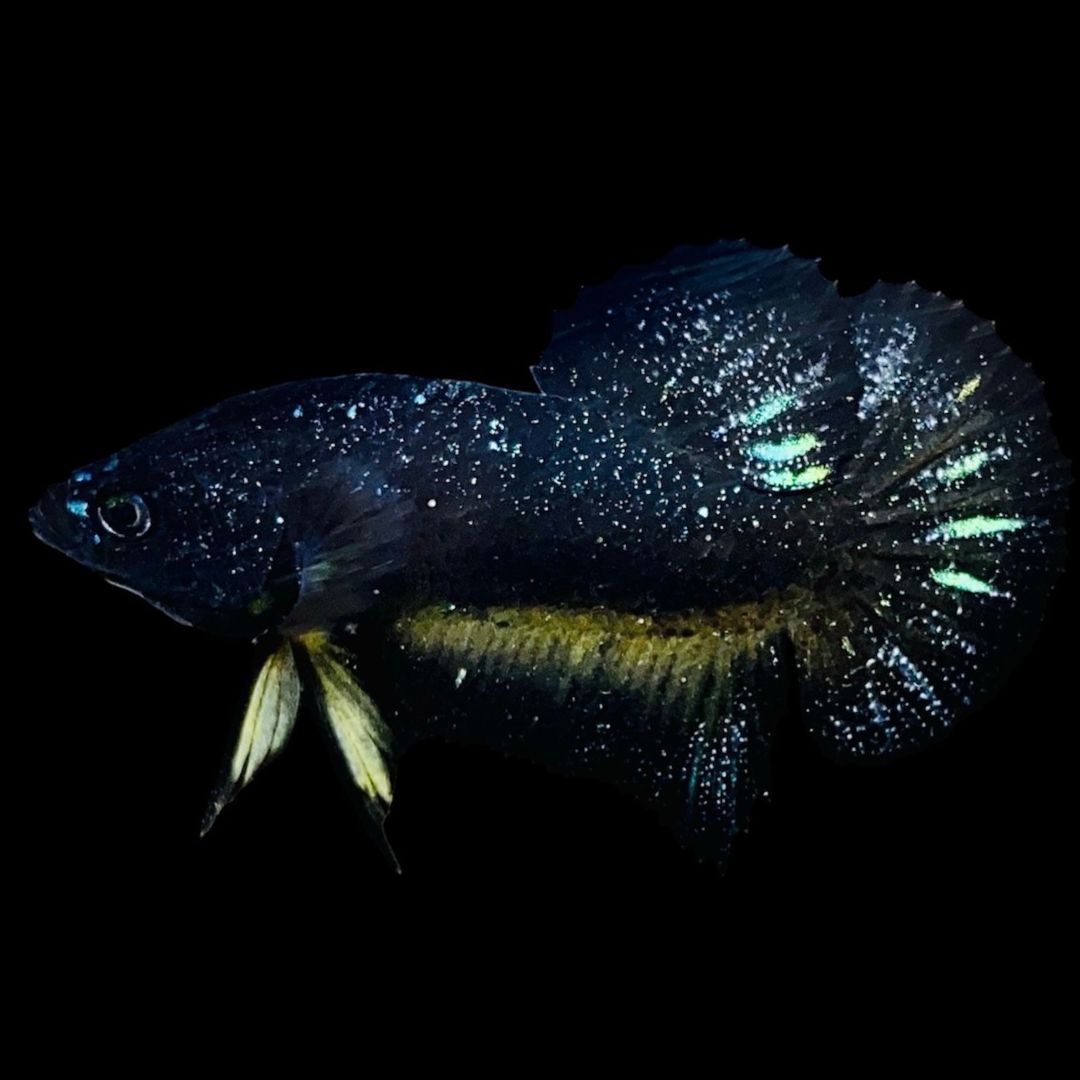 Rare Avatar Betta Fish (Male)
