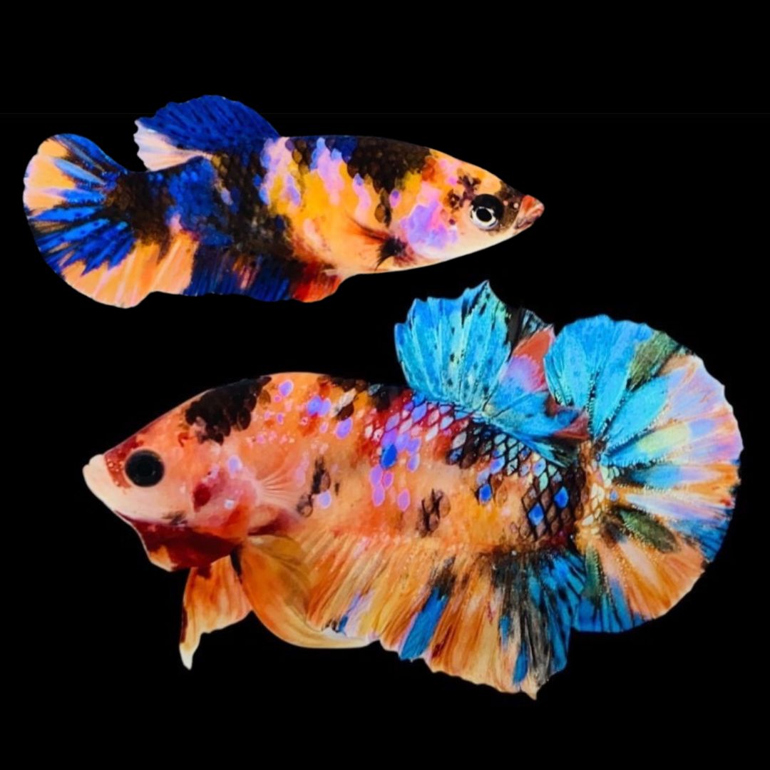 Rare Pair Koi Multicolors Betta Fish