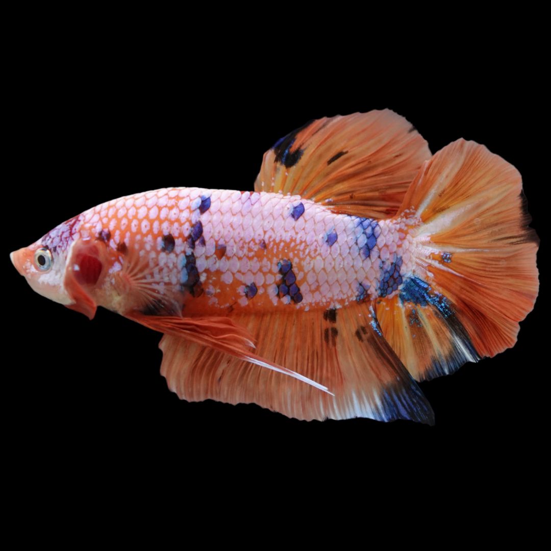 Rare Giant Multicolors Betta Fish