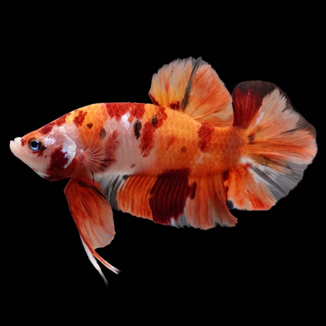 Rare Giant Multicolors Betta Fish