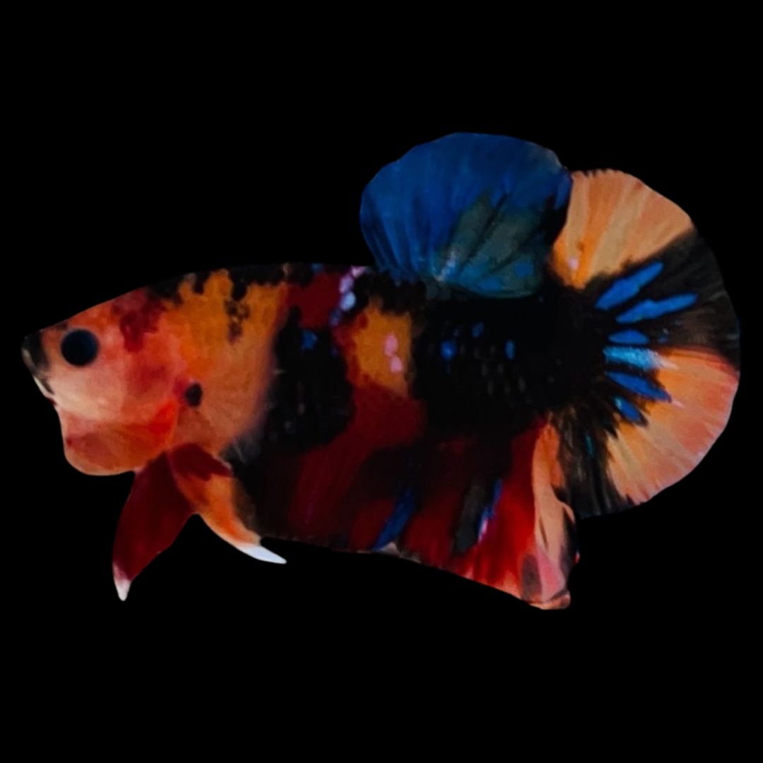 Rare Koi Multicolors Betta Fish