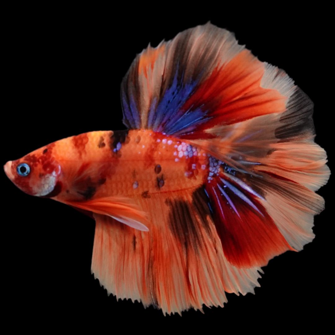 Rare Halfmoon Multicolors Betta Fish