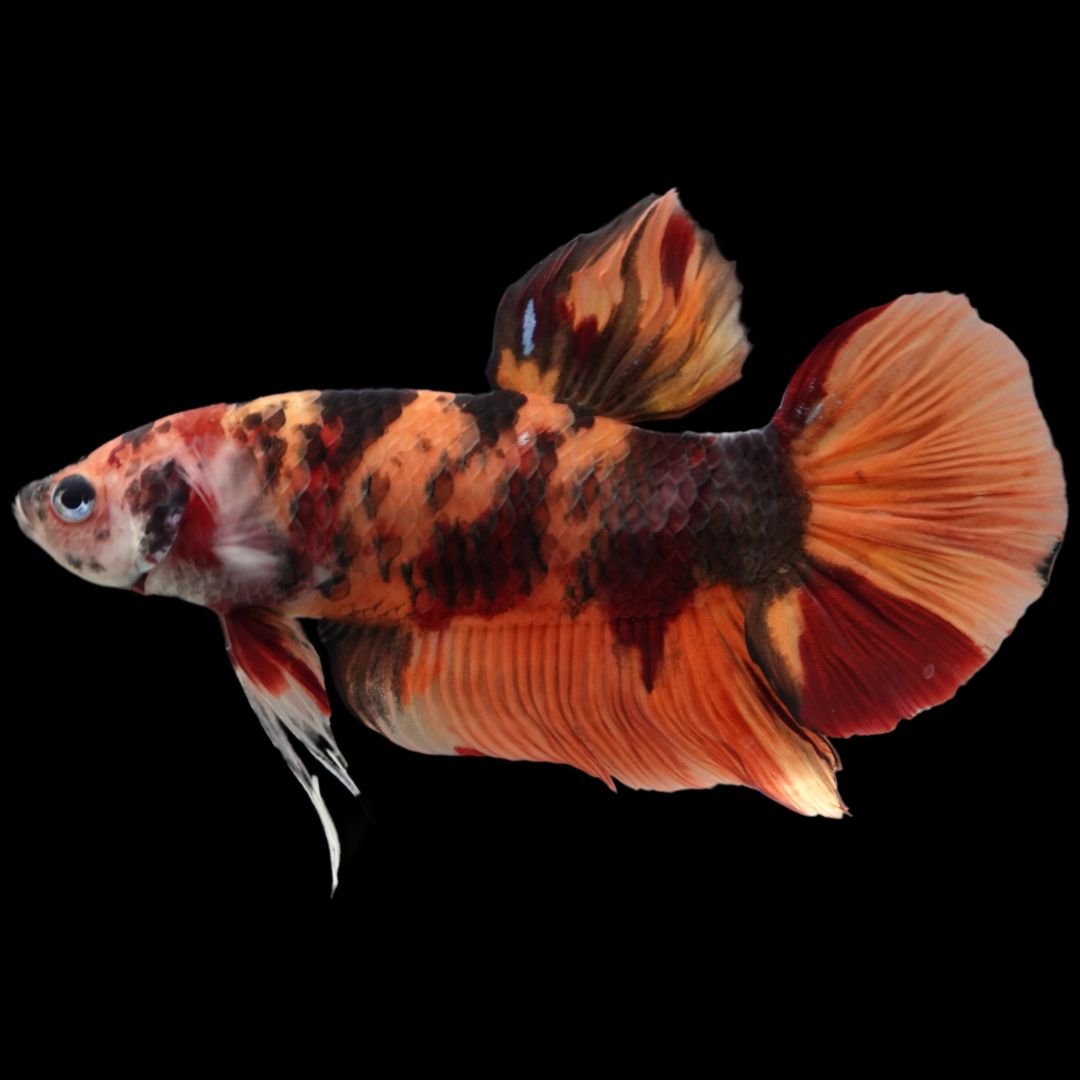 Rare Giant Multicolors Betta Fish