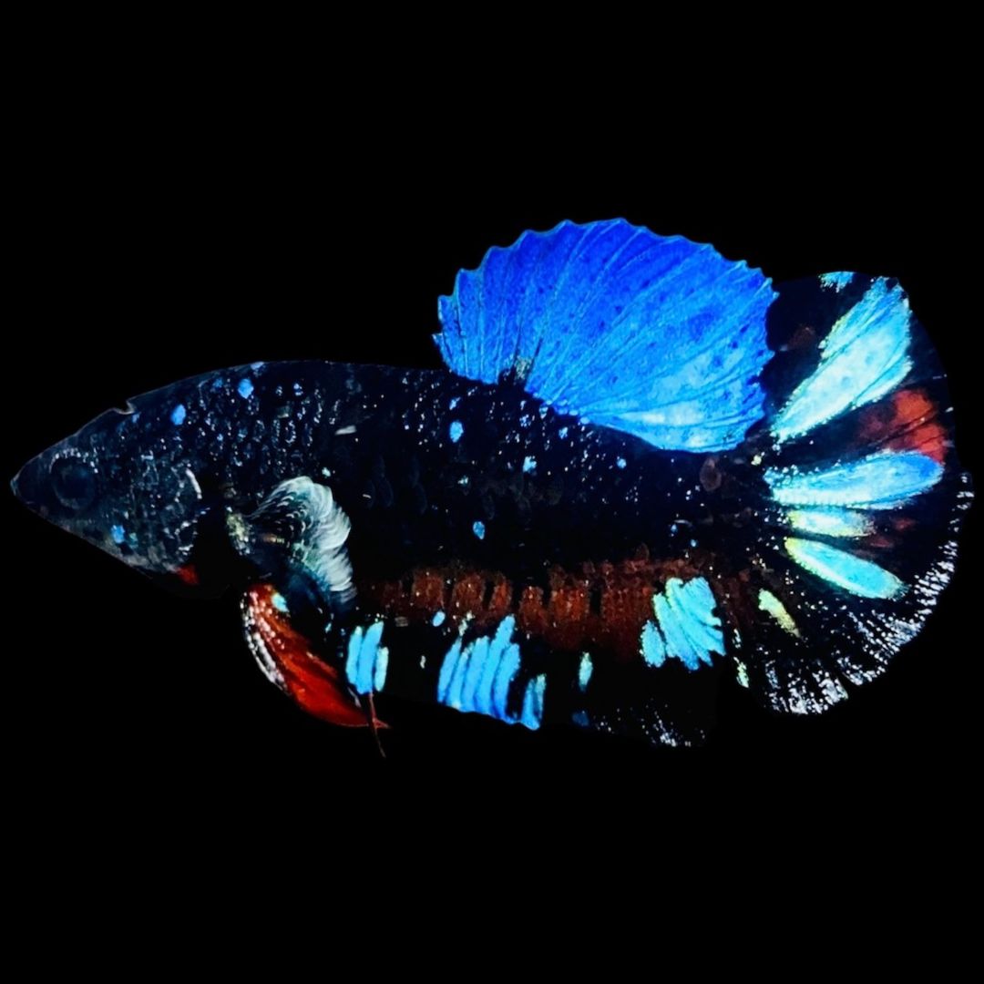 Rare Avatar Betta Fish