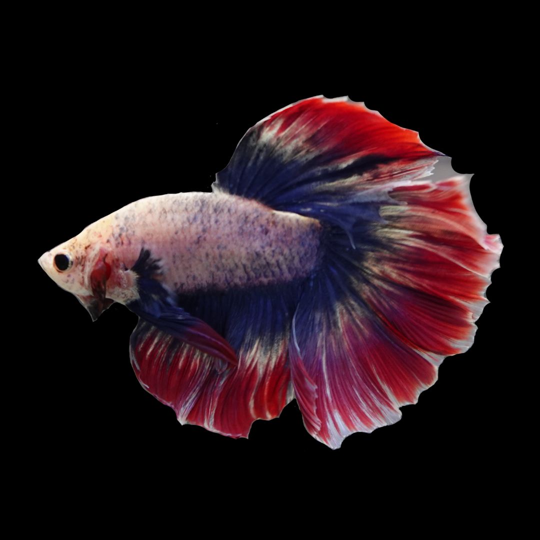 Rare Halfmoon Fancy Betta Fish