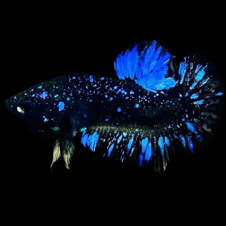 Rare Avatar Betta Fish