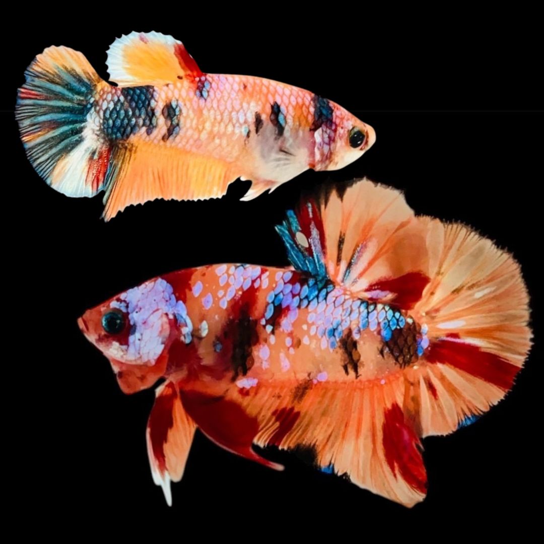 Rare Pair Koi Multicolors Betta Fish