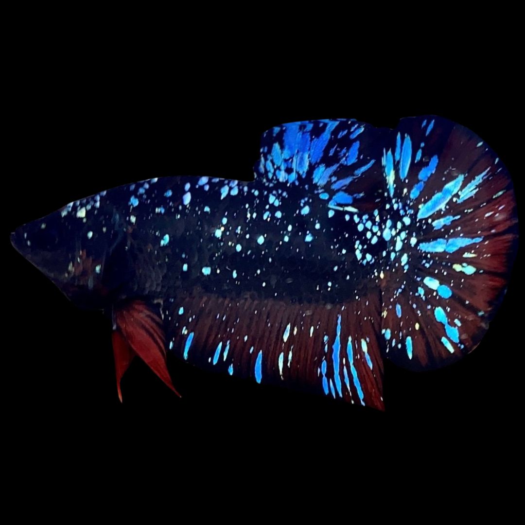 Rare Avatar Betta Fish