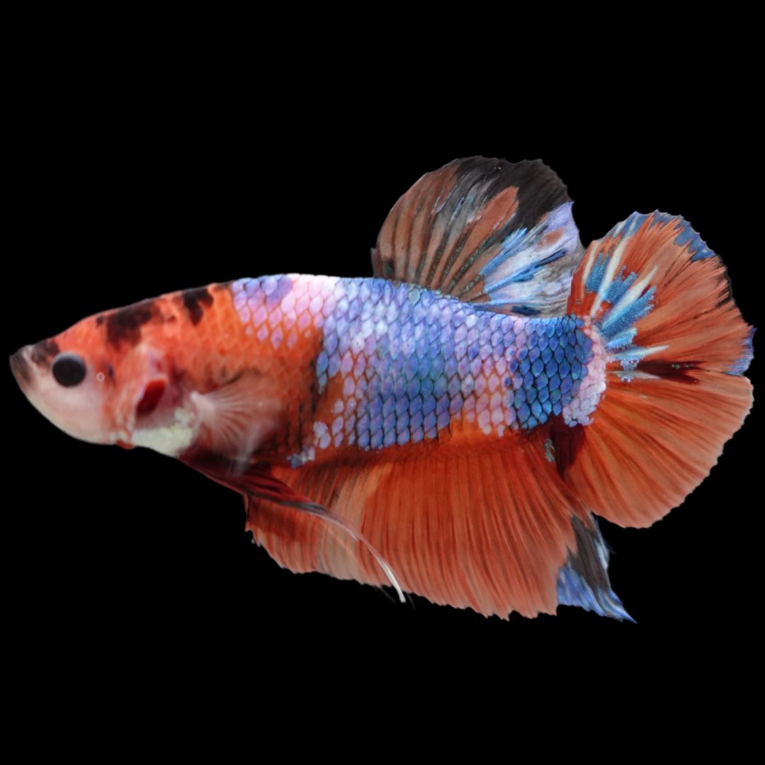 Rare Giant Multicolors Betta Fish