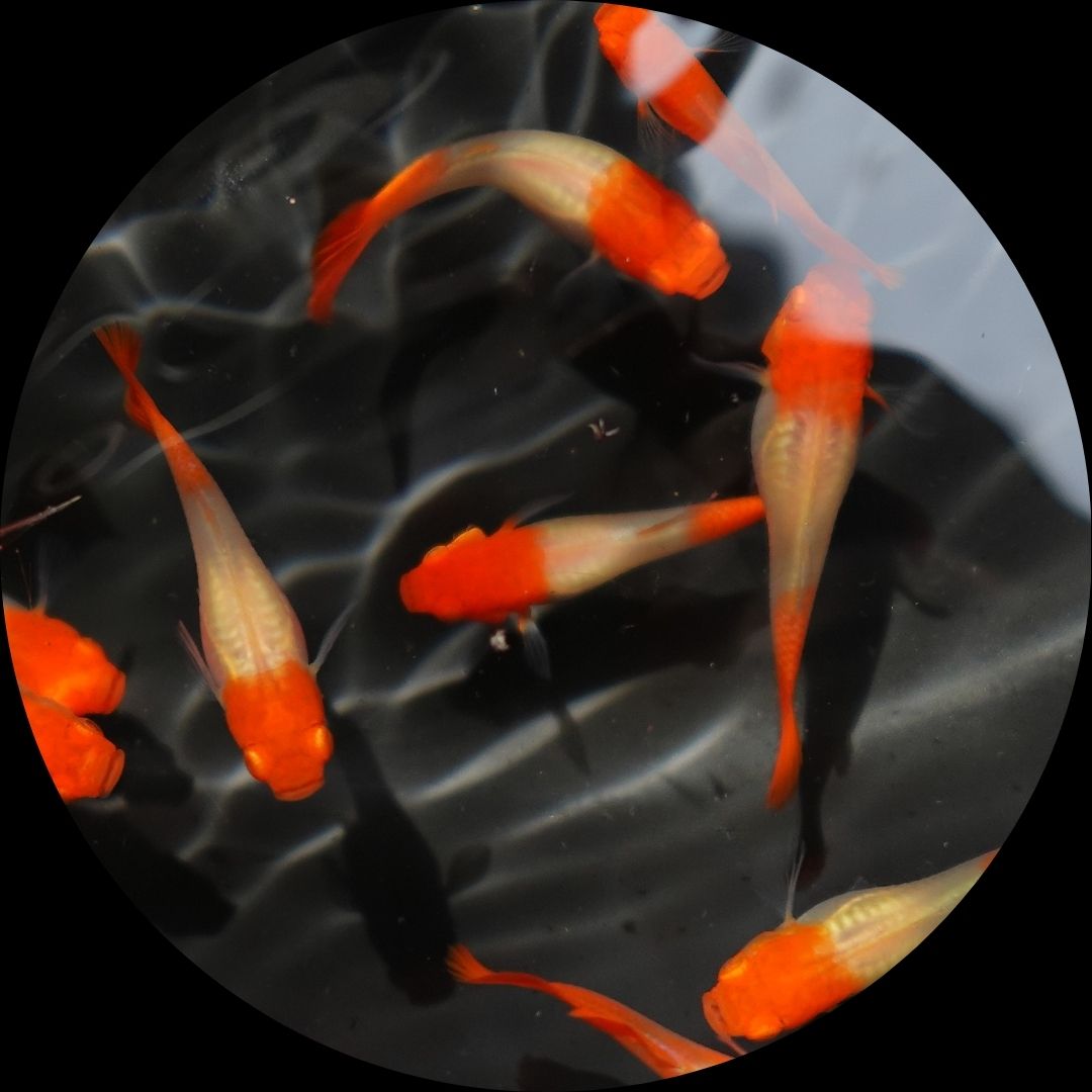 Albino Tuxedo Red Koi Guppy Fish