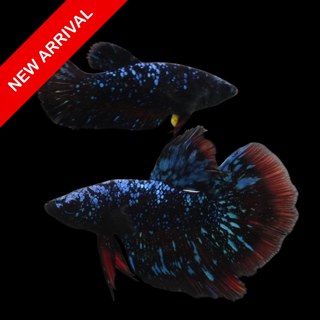 Rare Pair Avatar Betta Fish