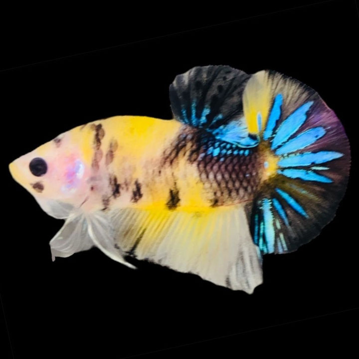 Rare Koi Multicolors Betta Fish