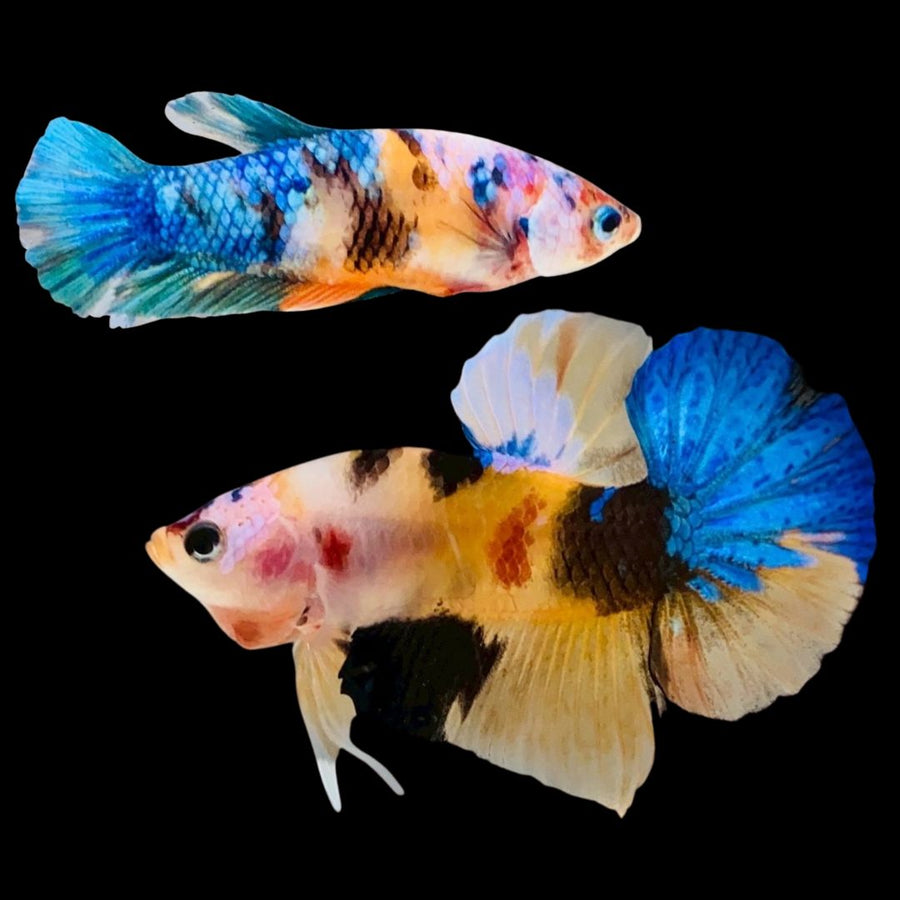 Rare Pair Koi Multicolors Betta Fish (Male & Female)