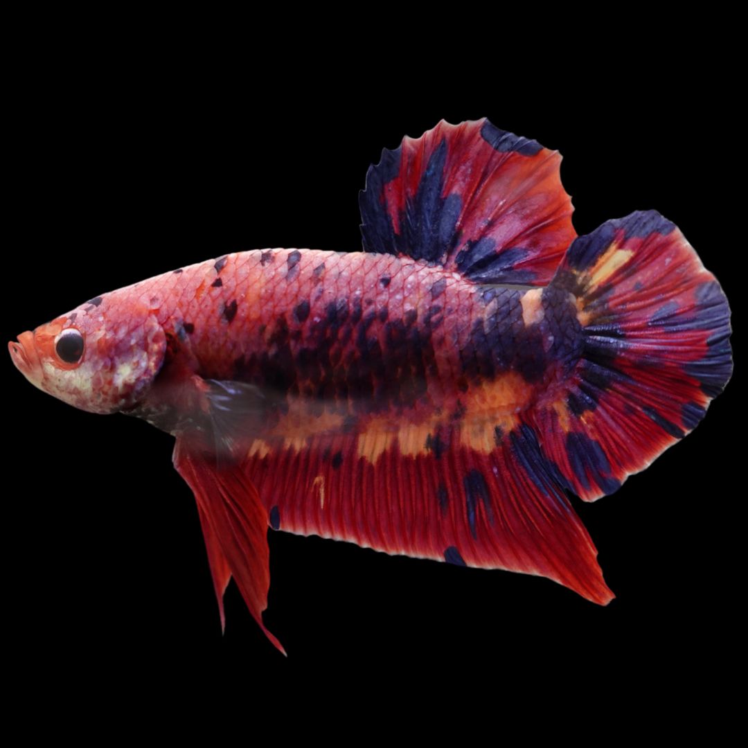 Rare Giant Multicolors Betta Fish