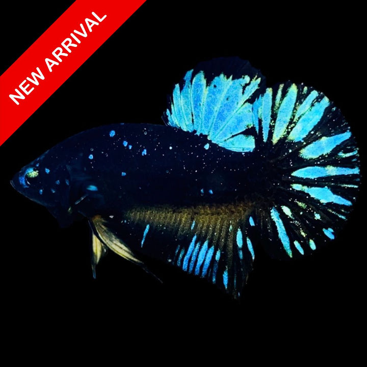 Rare Avatar Betta Fish