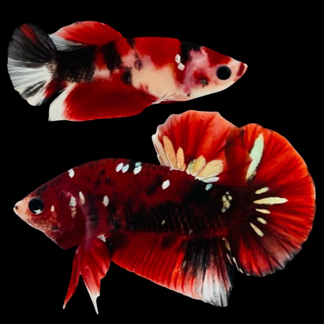 Rare Pair Red Copper Betta Fish