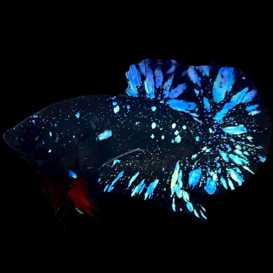 Rare Avatar Betta Fish