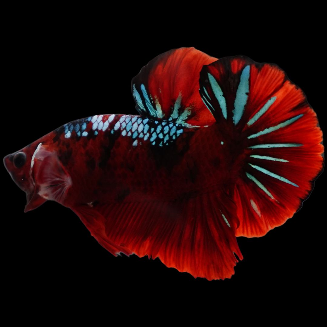Rare Koi Multicolors Betta Fish