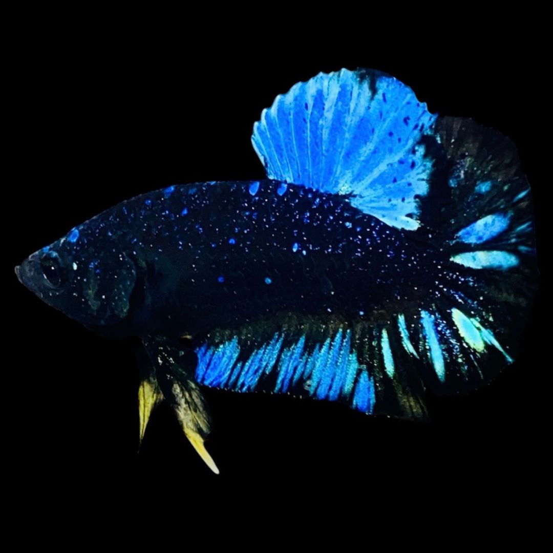 Rare Avatar Betta Fish (Male)