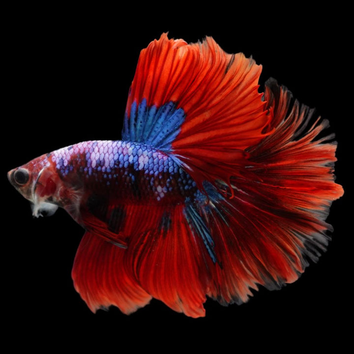 Rare Halfmoon Multicolors Betta Fish