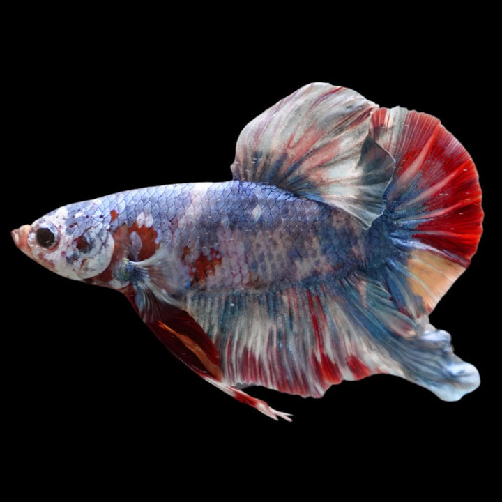 Rare Giant Multicolors Betta Fish