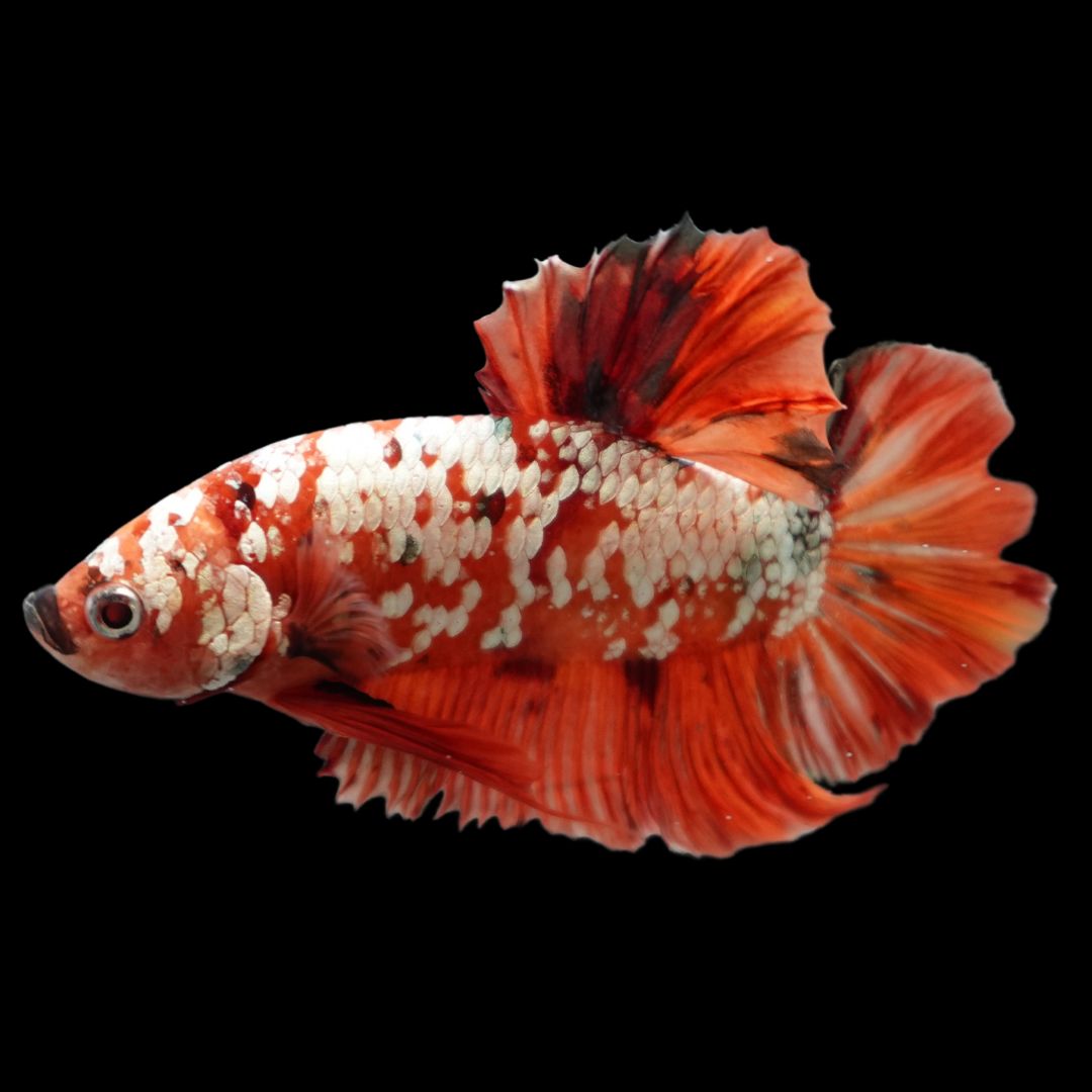 Rare Giant Red Copper Betta Fish