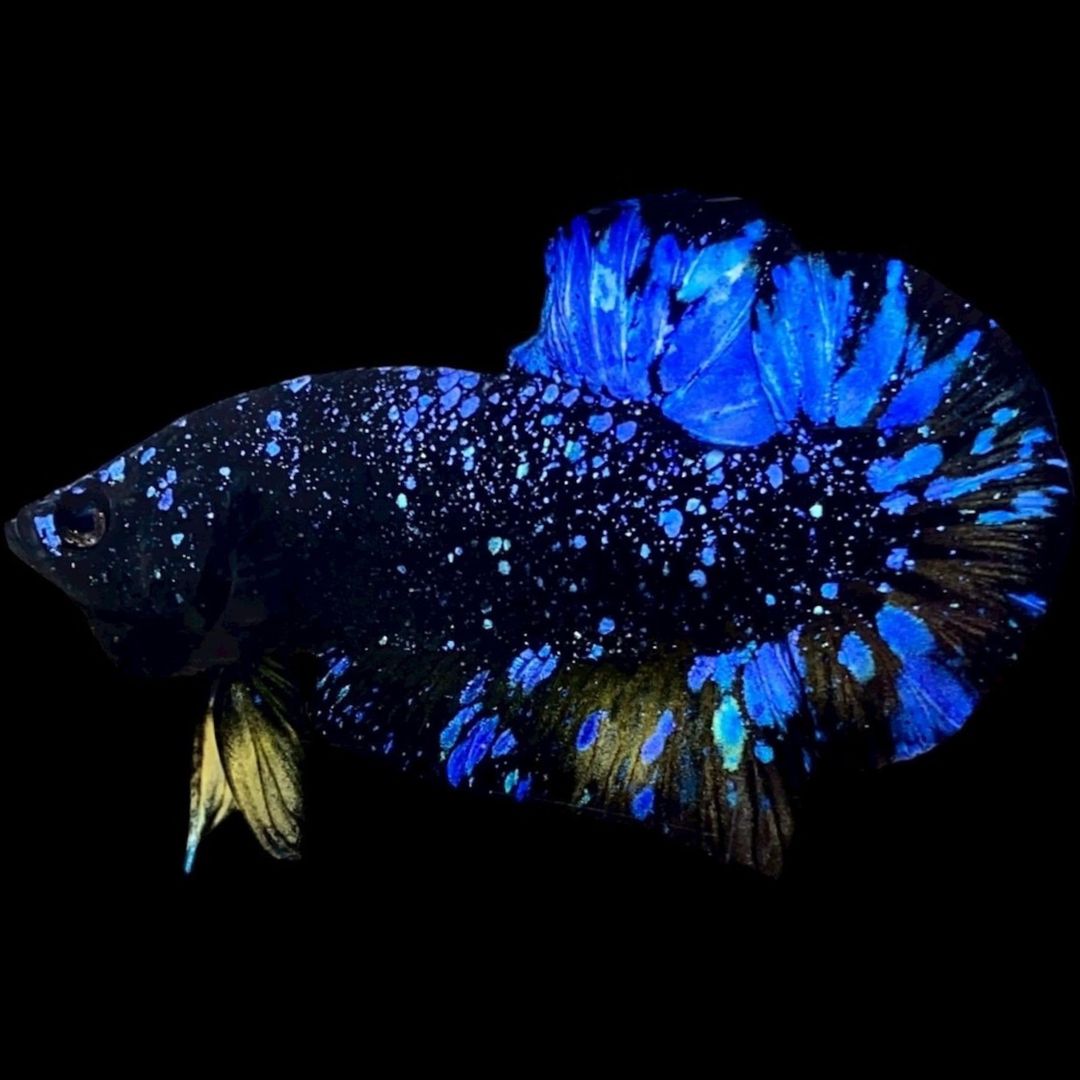 Rare Avatar Betta Fish
