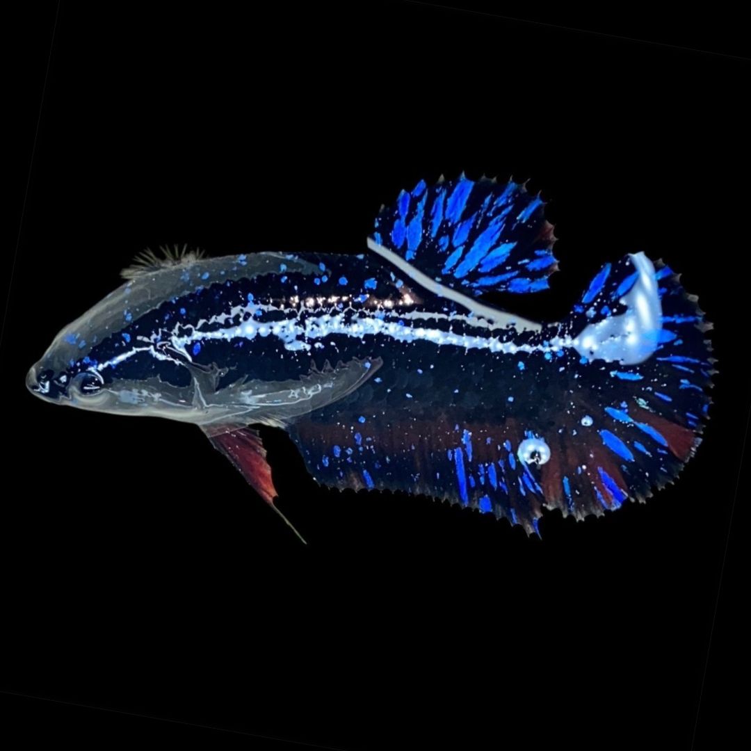 Rare Avatar Betta Fish