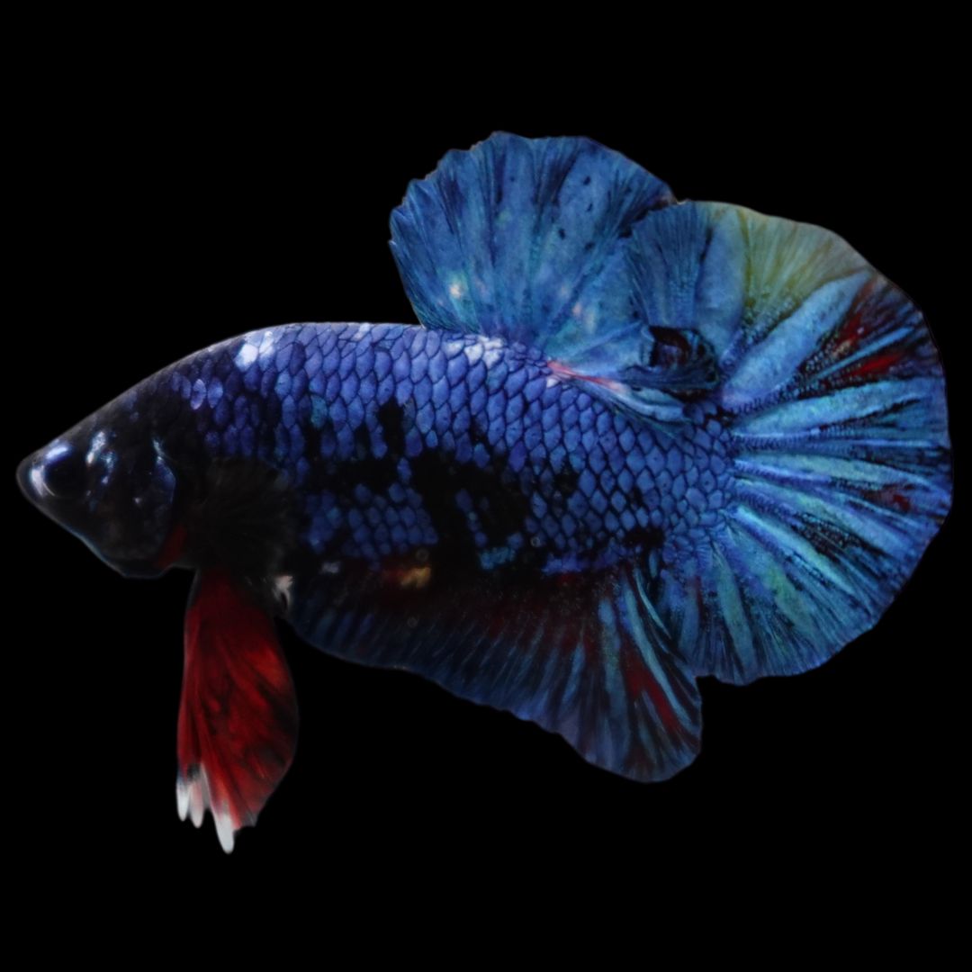 Rare Blue And Red Betta Fish