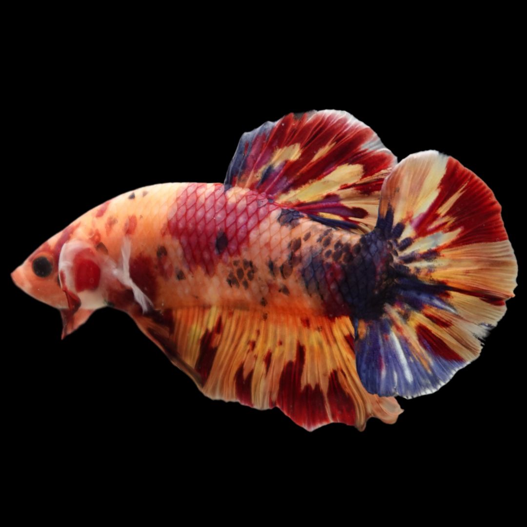 Giant Betta Fish For Sale – Thailand Betta Fish