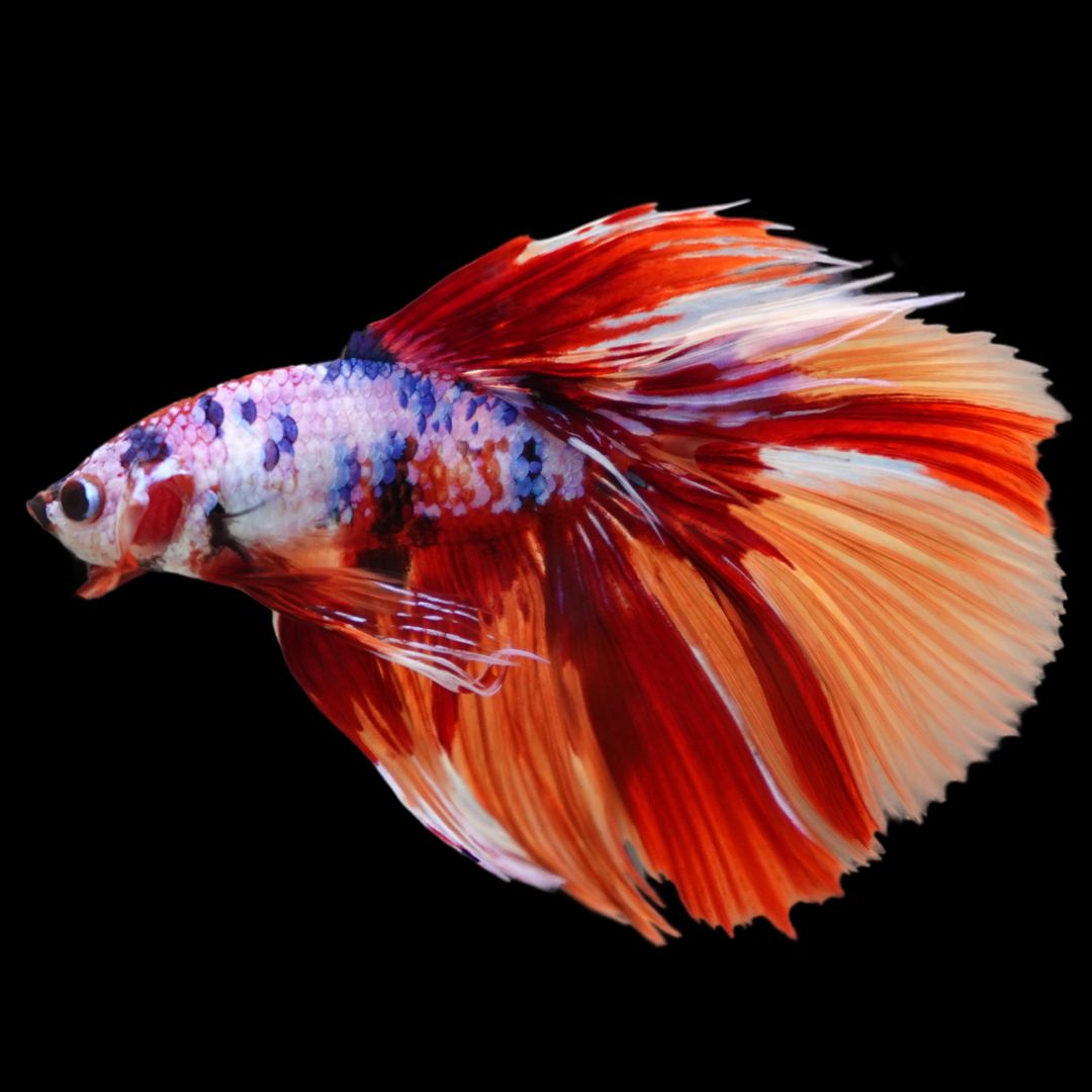 Rare Halfmoon Multicolors Betta Fish