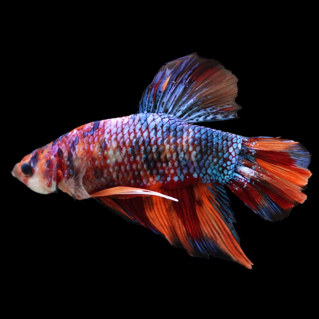 Rare Giant Multicolors Betta Fish