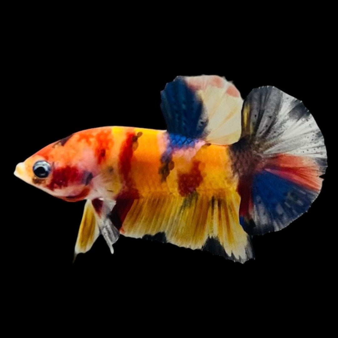 Rare Koi Multicolors Betta Fish