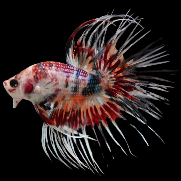 Rare Candy Crowntail Betta Fish