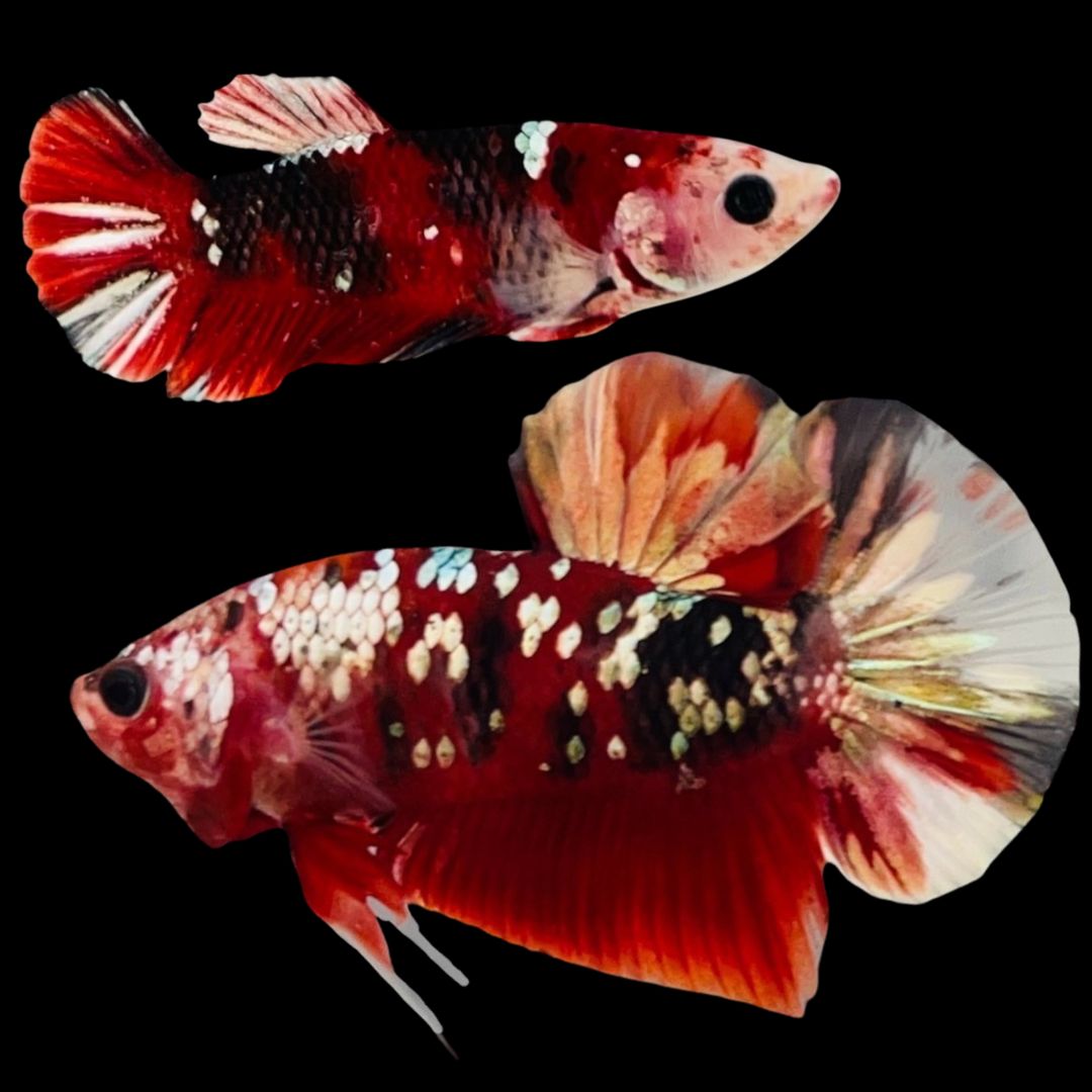 Rare Pair Red Copper Betta Fish