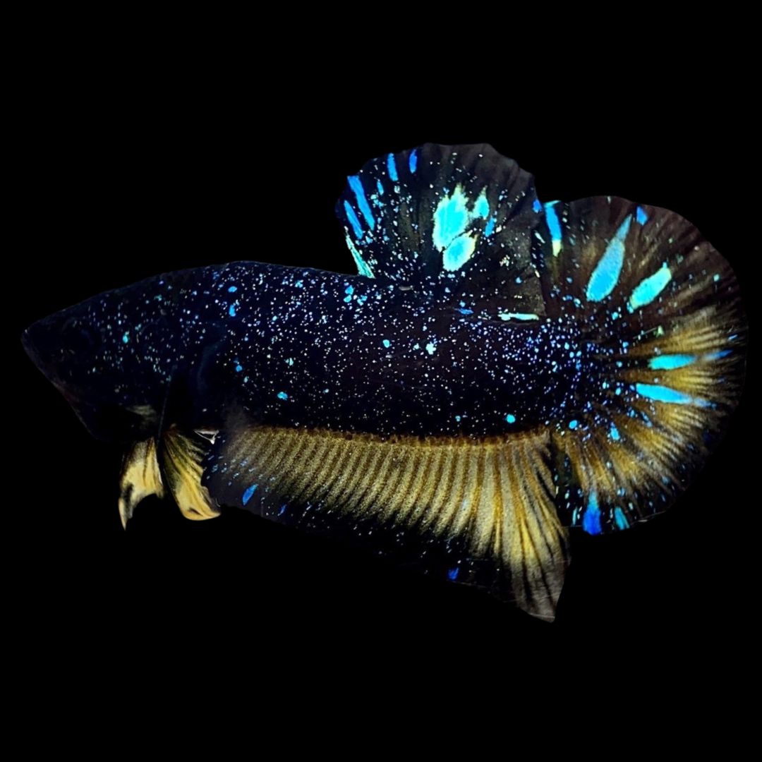 Rare Avatar Betta Fish