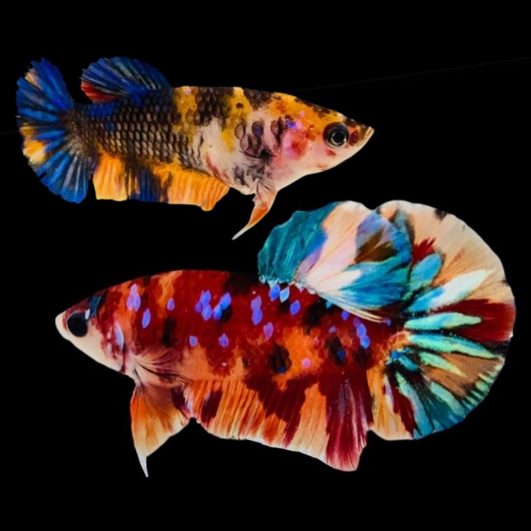 Rare Pair Koi Multicolors Betta Fish