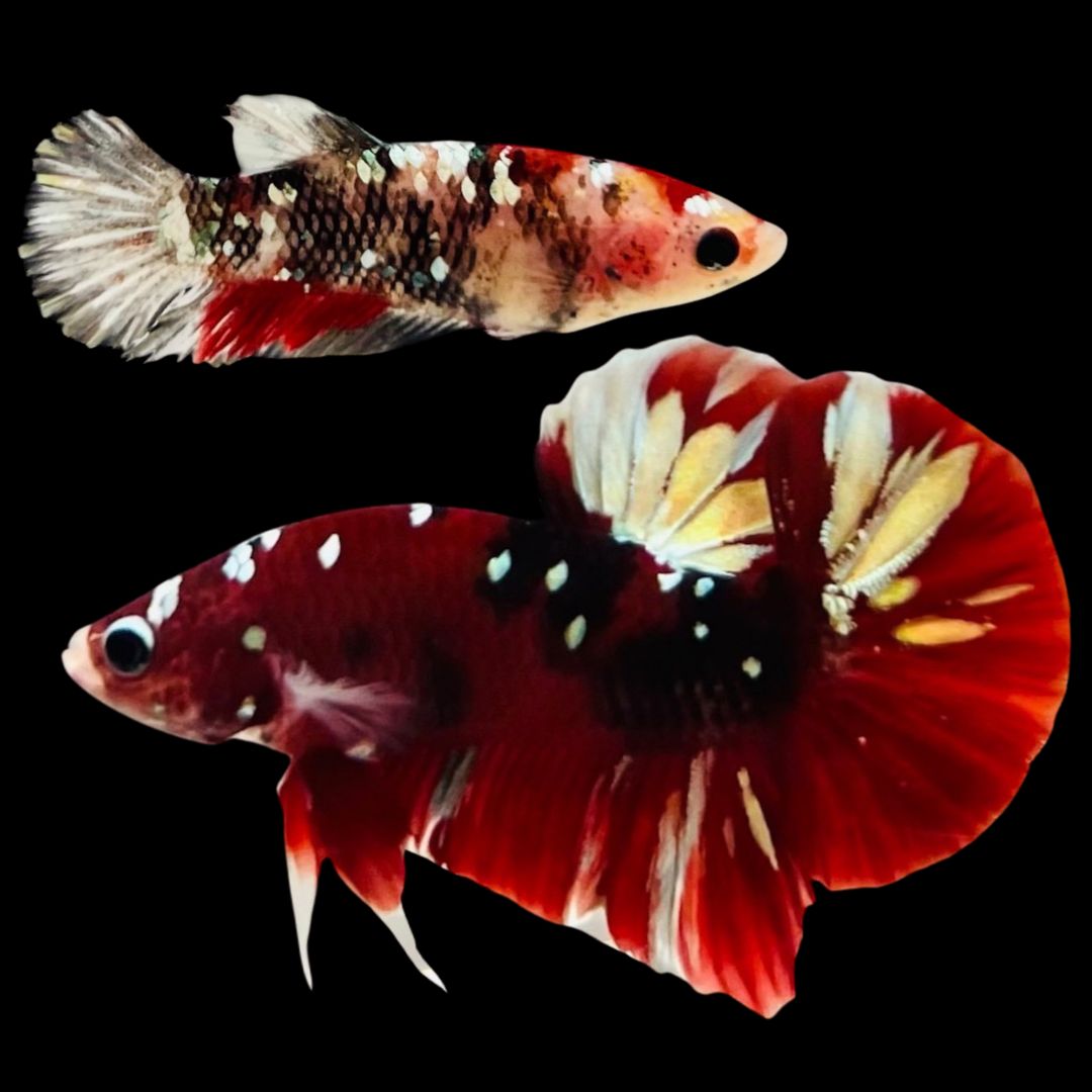 Rare Pair Red Copper Betta Fish