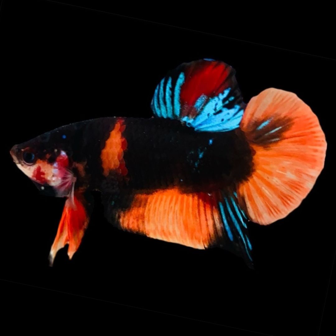 Rare Koi Multicolors Betta Fish