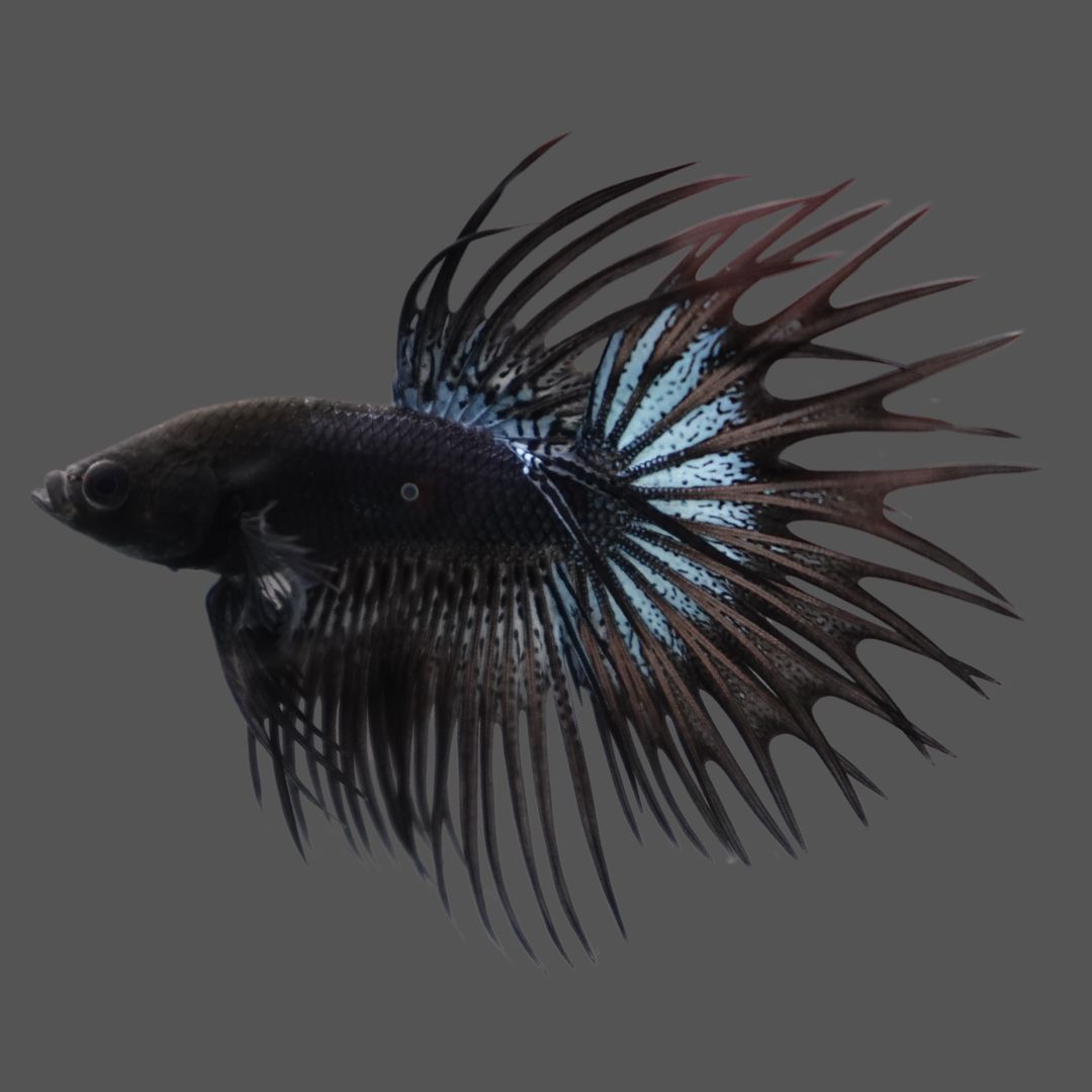 Competition grade - Black Venom Crowntail Betta Fish