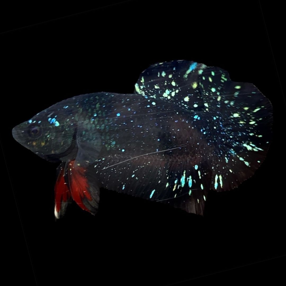 Rare Avatar Betta Fish