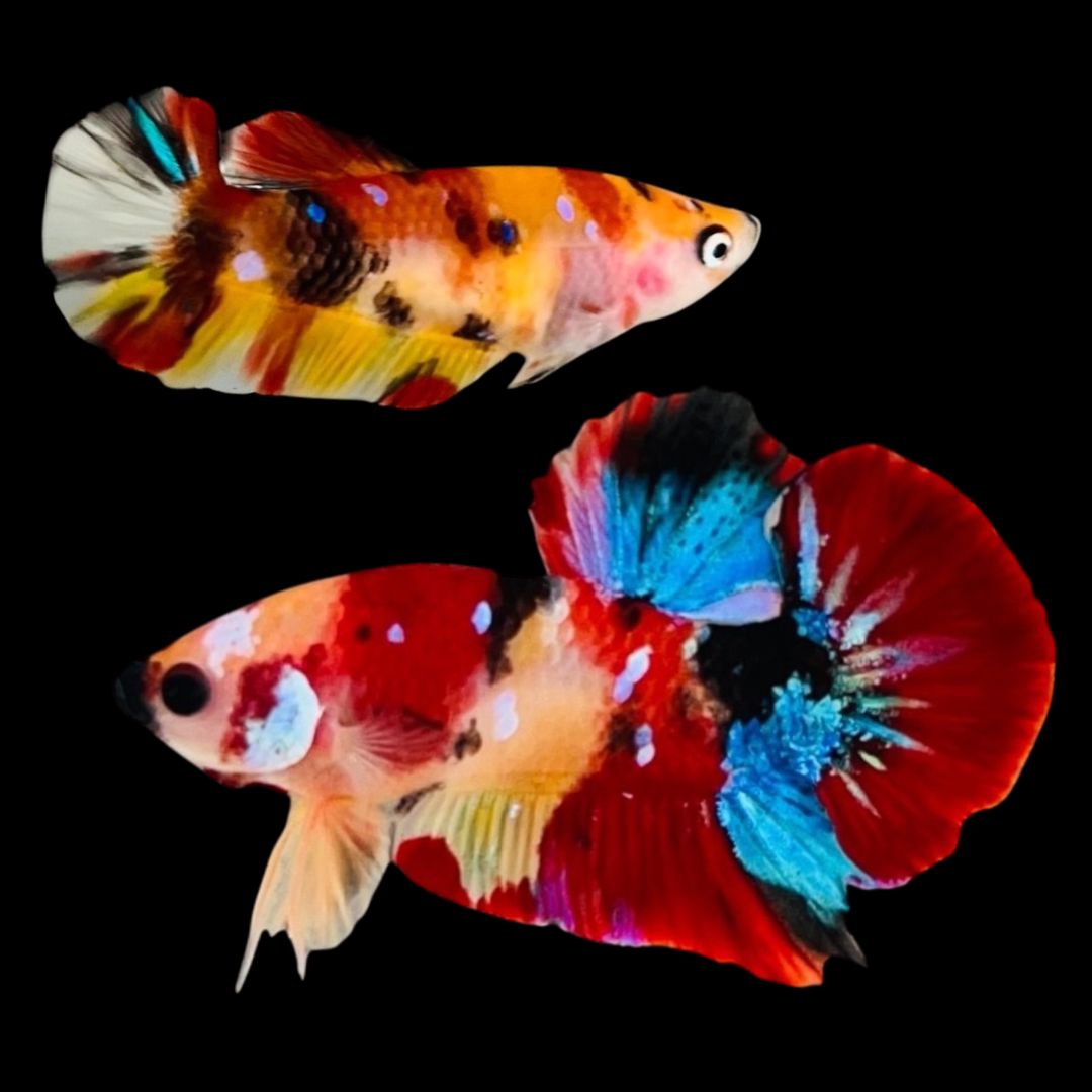 Rare Pair Koi Multicolors Betta Fish