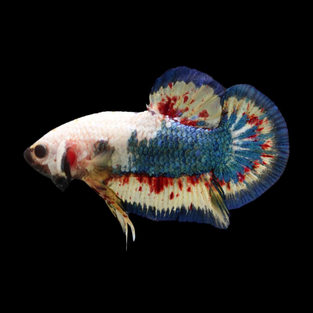 Competition grade - Vanda White Head Betta Fish