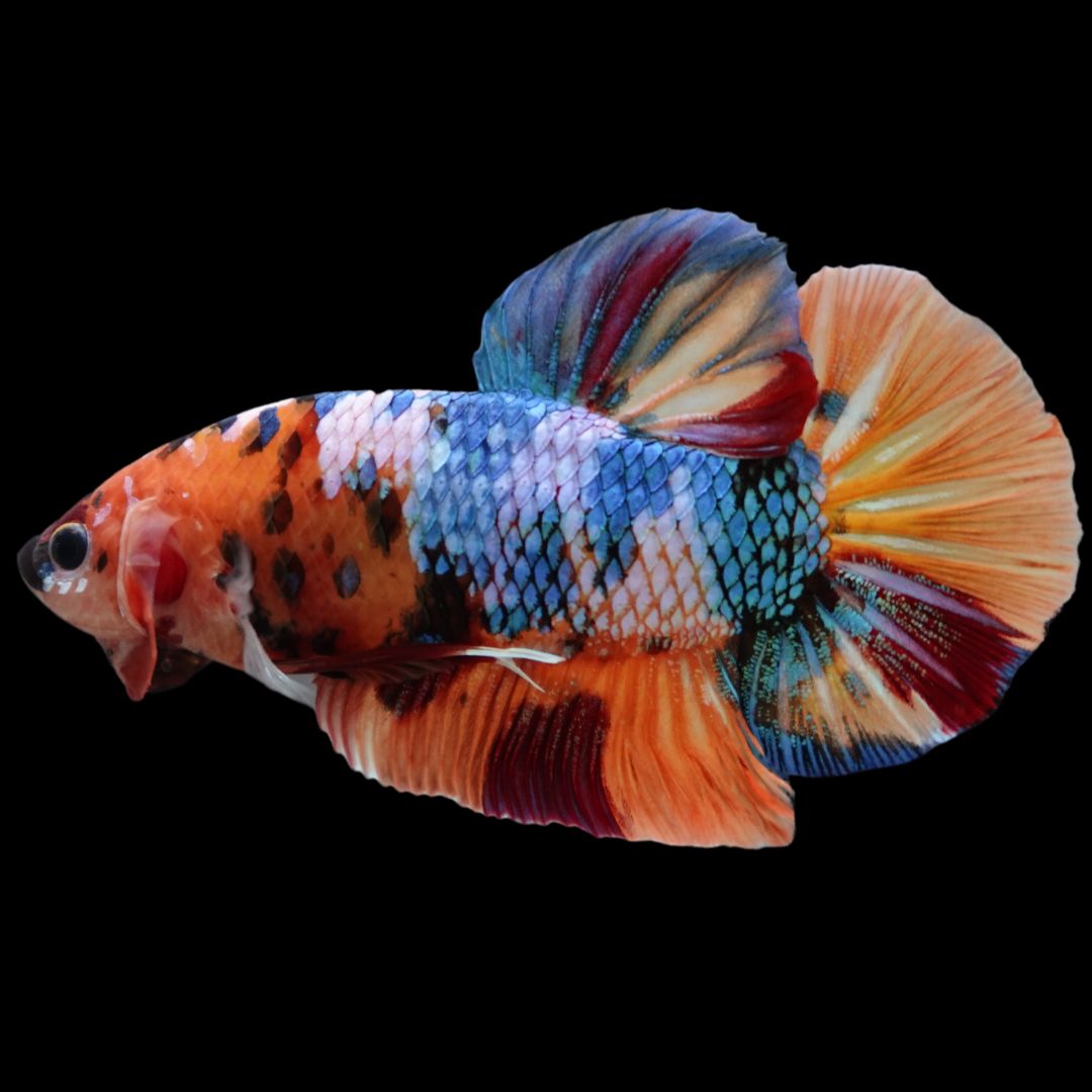 Rare Giant Multicolors Betta Fish