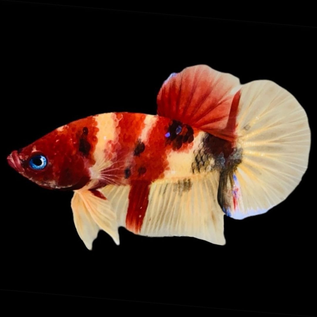 Rare Koi Multicolors Betta Fish