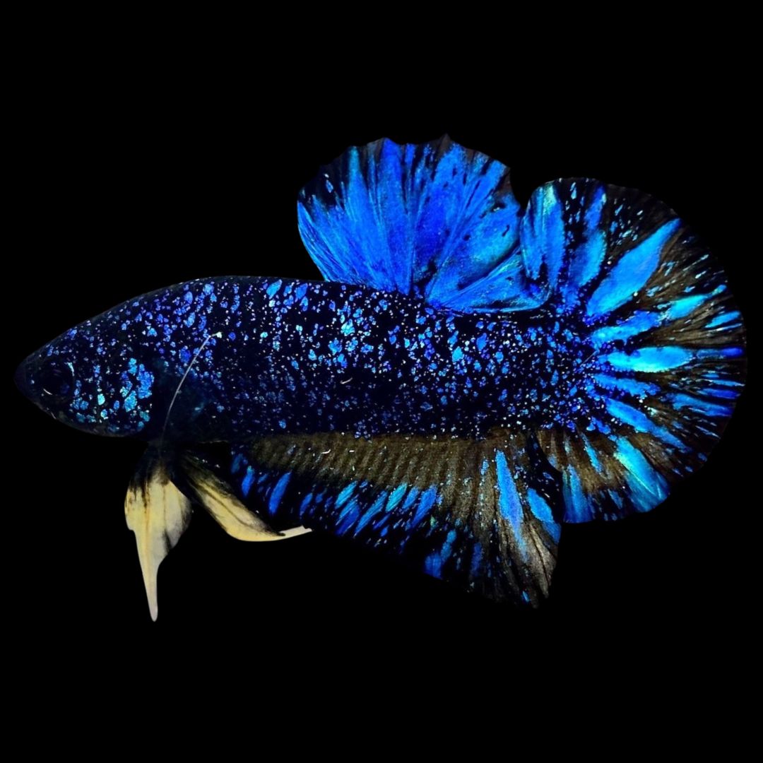 Rare Avatar Betta Fish