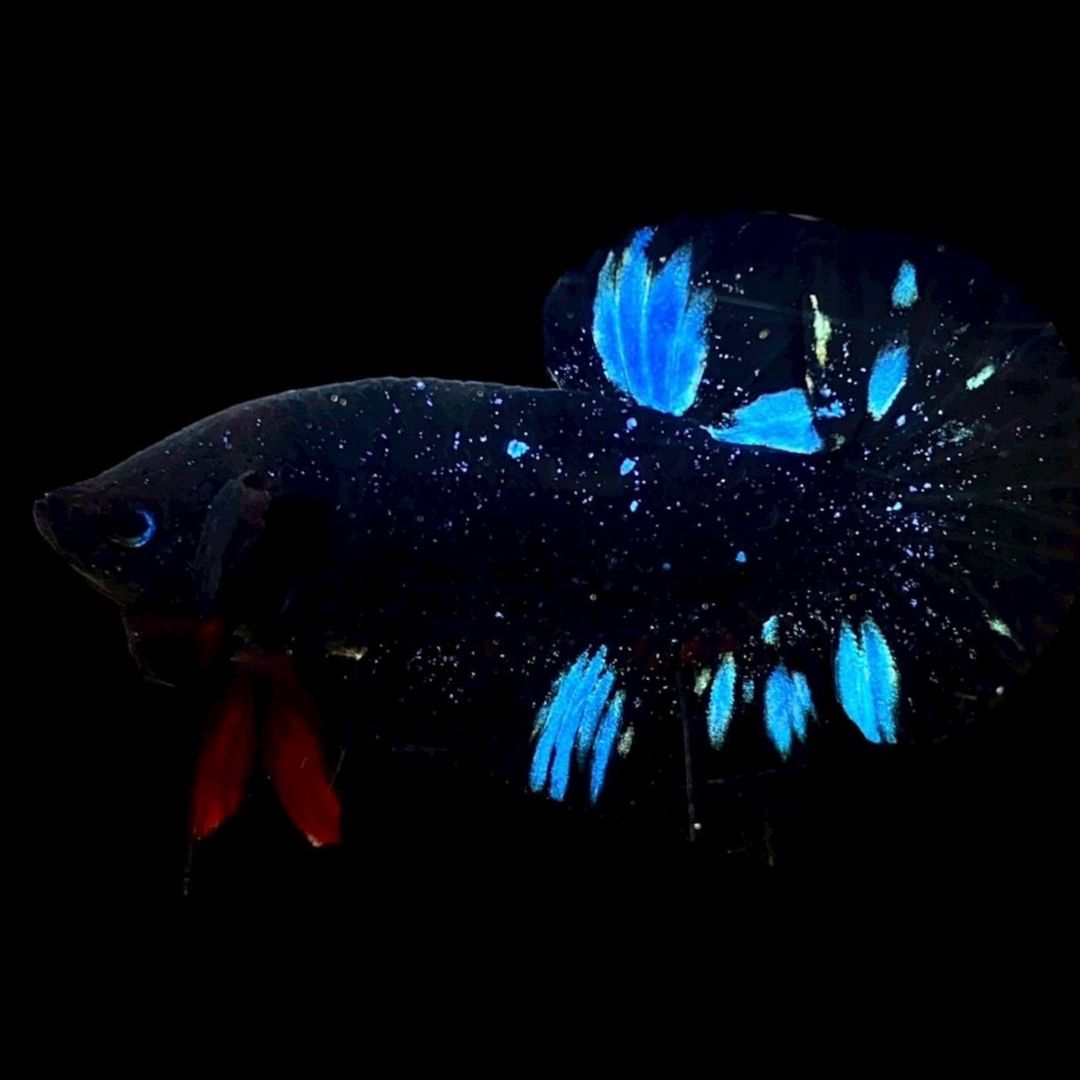 Rare Avatar Betta Fish