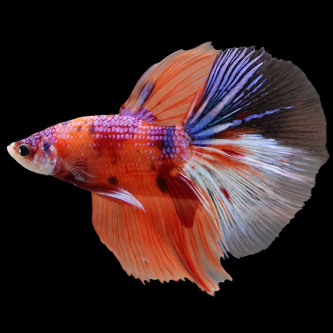 Rare Halfmoon Multicolors Betta Fish